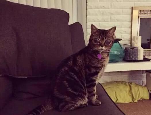 深受人们喜欢的小猫咪, 背后的故事却让人心疼不已(图1)