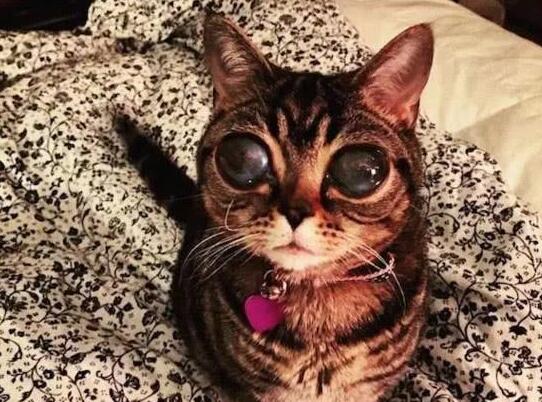 深受人们喜欢的小猫咪, 背后的故事却让人心疼不已(图5)