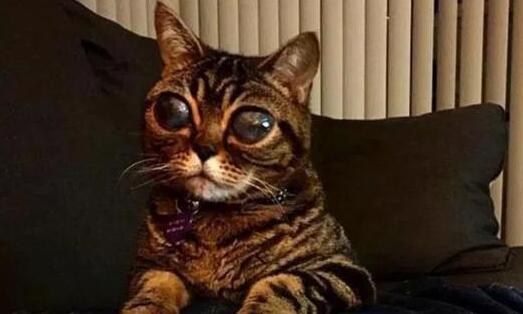 深受人们喜欢的小猫咪, 背后的故事却让人心疼不已(图2)