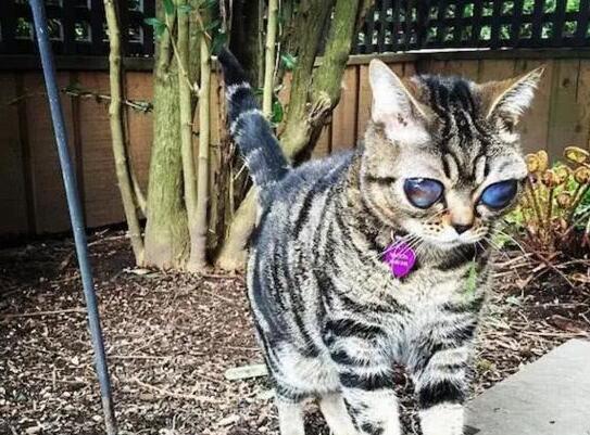 深受人们喜欢的小猫咪, 背后的故事却让人心疼不已(图4)