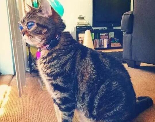 深受人们喜欢的小猫咪, 背后的故事却让人心疼不已(图3)