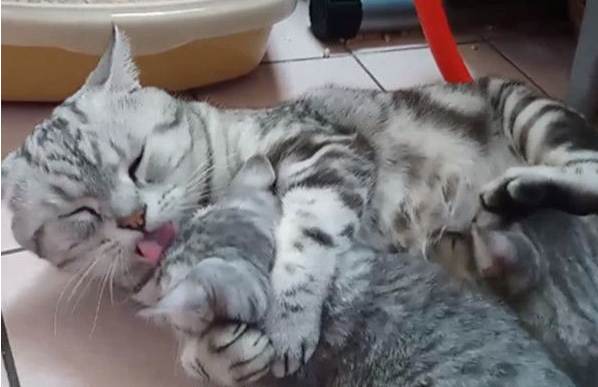 超级奶爸短毛猫 父代母职举脚耐心让女儿喝奶(图1)