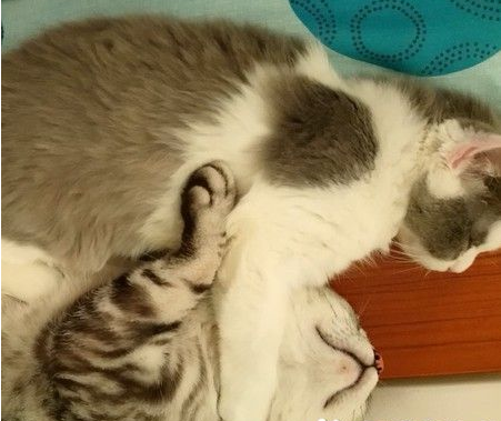 超级奶爸短毛猫 父代母职举脚耐心让女儿喝奶(图2)