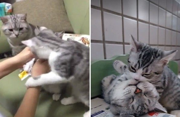 超级奶爸短毛猫 父代母职举脚耐心让女儿喝奶(图3)