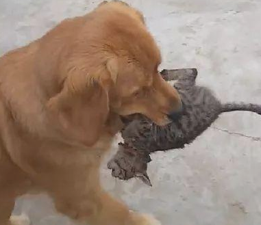 金毛外出溜达,叼着只小奶猫回家,主人表明:你需要对它承担究竟!(图3)