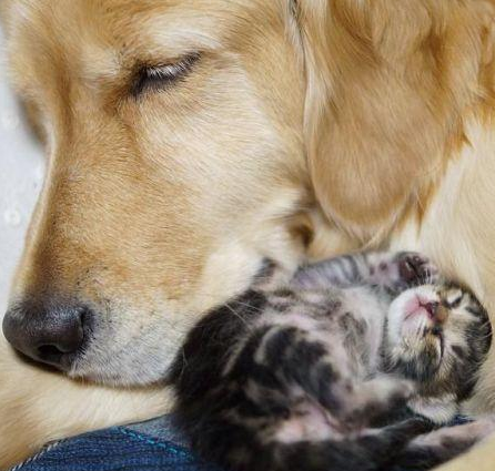 金毛外出溜达,叼着只小奶猫回家,主人表明:你需要对它承担究竟!(图4)