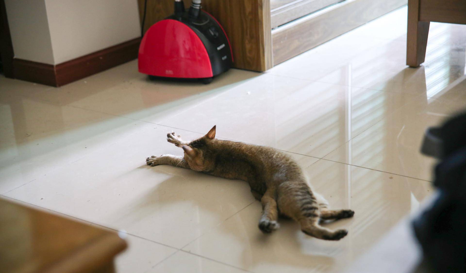 想知道猫猫在想什么?猫的语言字典请接收(图2)