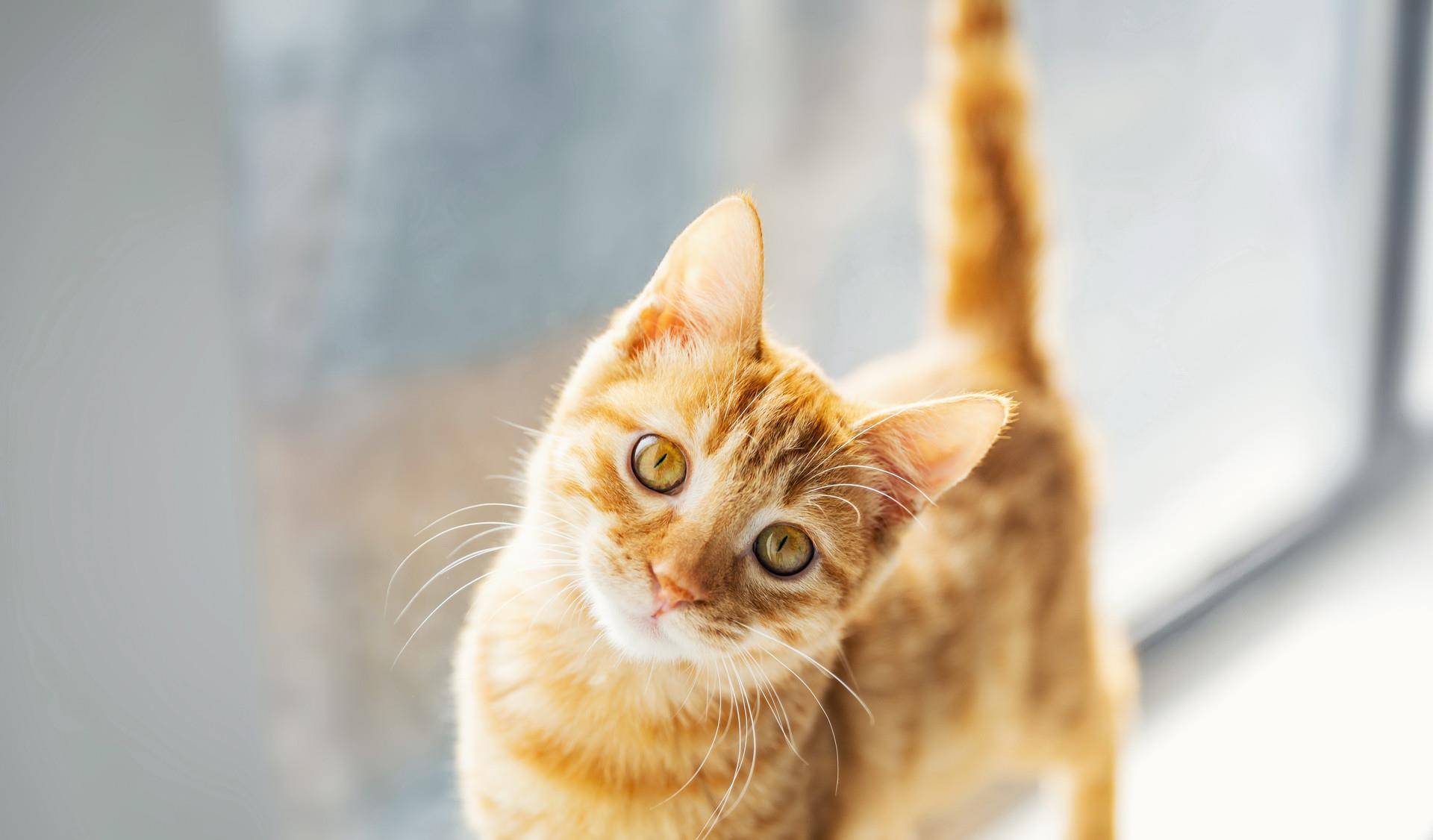 想知道猫猫在想什么?猫的语言字典请接收(图1)