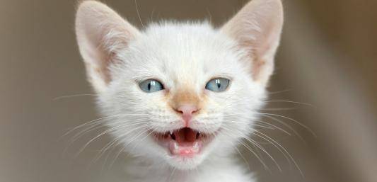 想知道猫猫在想什么?猫的语言字典请接收(图3)