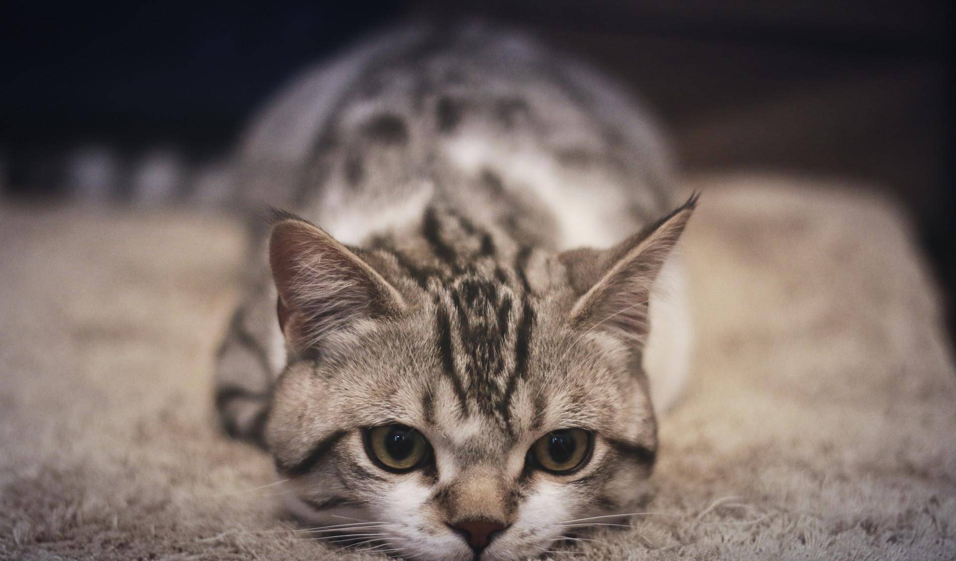 想知道猫猫在想什么?猫的语言字典请接收(图4)