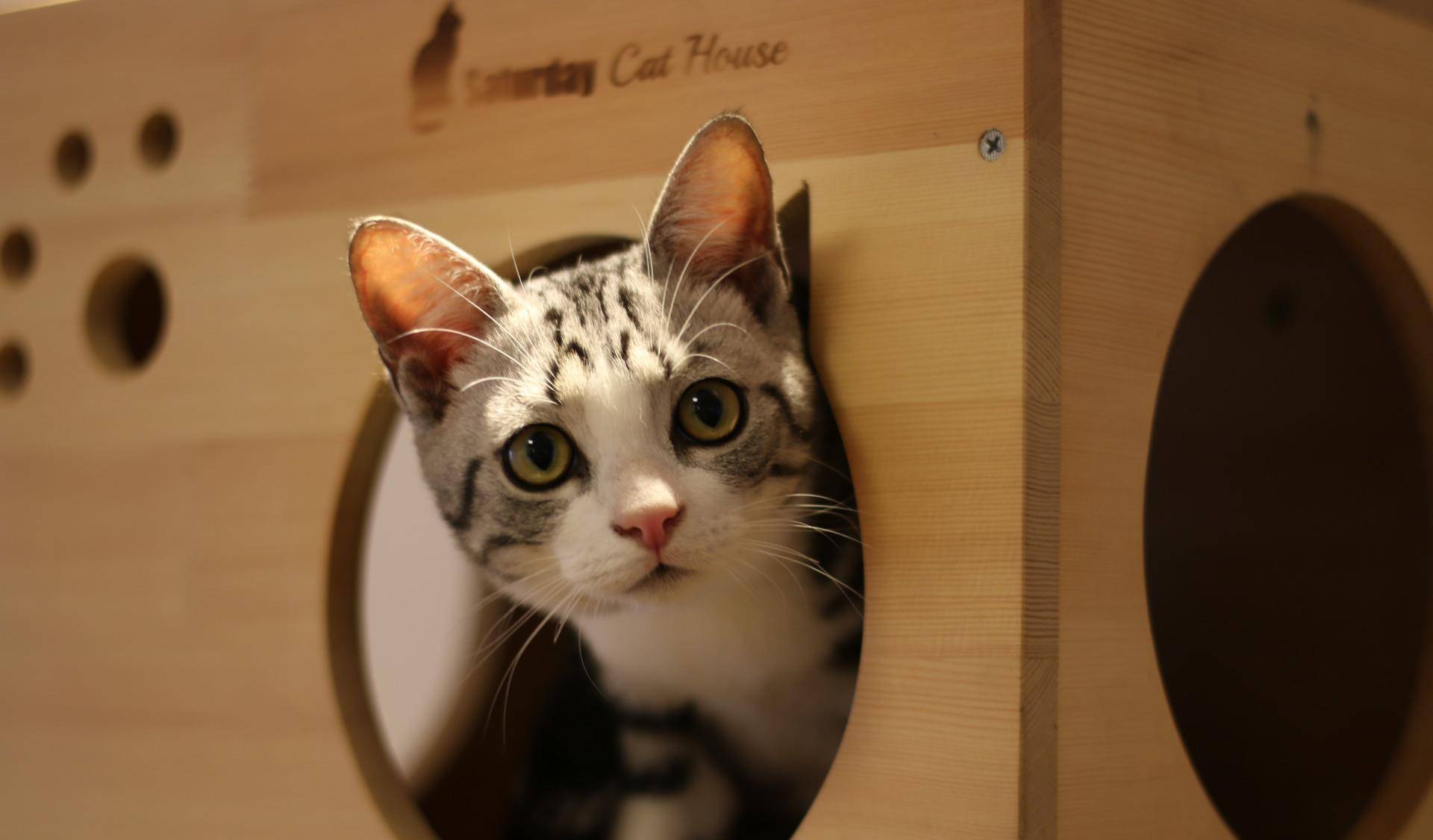 想知道猫猫在想什么?猫的语言字典请接收(图6)