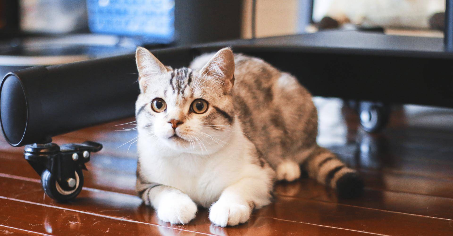 想知道猫猫在想什么?猫的语言字典请接收(图7)