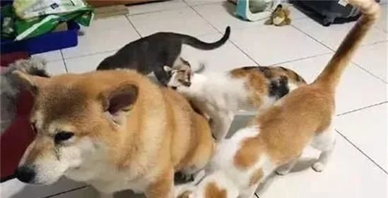 主人带爱狗去洗了个澡，回来后猫咪们一拥而上，主人笑得肚子疼(图1)