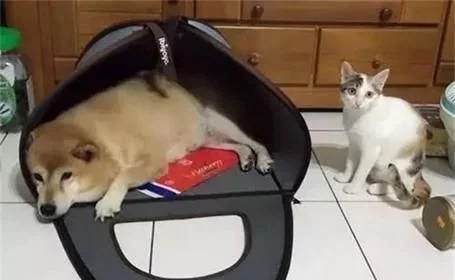 主人带爱狗去洗了个澡，回来后猫咪们一拥而上，主人笑得肚子疼(图3)