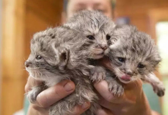 男子捡了4只小猫咪,没想到1个月后竟变成了这样,让人目瞪口呆(图1)