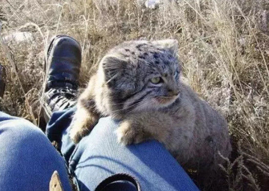 男子捡了4只小猫咪,没想到1个月后竟变成了这样,让人目瞪口呆(图2)