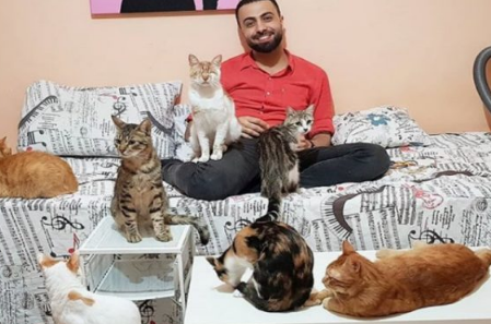 主人弹琴它眯眼享受琴声 这只钢琴猫也太陶醉了吧(图1)