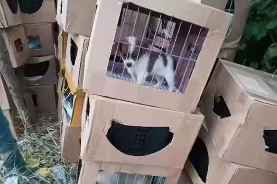 活体宠物盲盒？此地上百只奶猫奶狗哀嚎不止，有的已死亡………(图1)