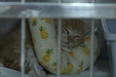 宠物盲盒后续:生病奶猫正治疗 部分情况不乐观(图1)