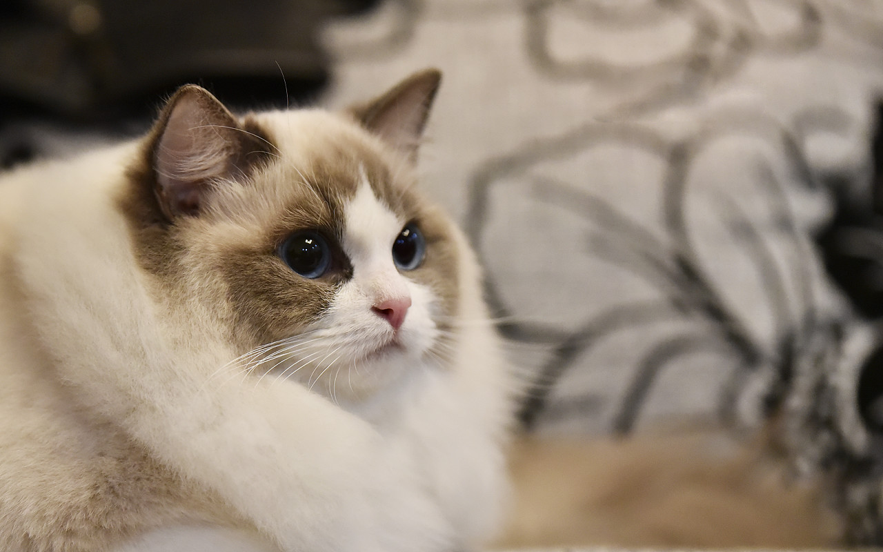 花5000元买的猫咪死了 责任到底在谁？(图1)