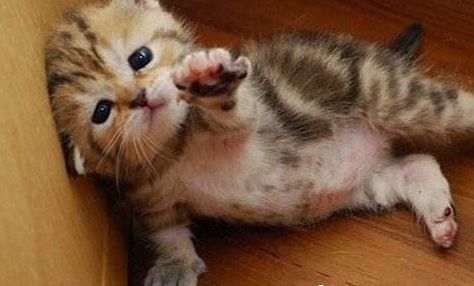 捕猫虐杀挂浴室 中国男子被捕谎称台湾人(图1)