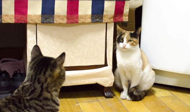 养两只以上的猫咪是什么感觉?(图1)