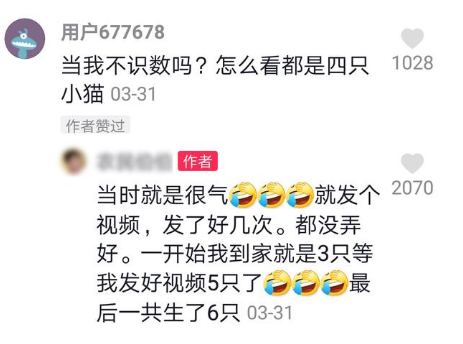 拥有吸猫体质是什么体验?下班回家,床上一下子多了7只猫!(图2)