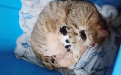 拥有吸猫体质是什么体验?下班回家,床上一下子多了7只猫!(图3)