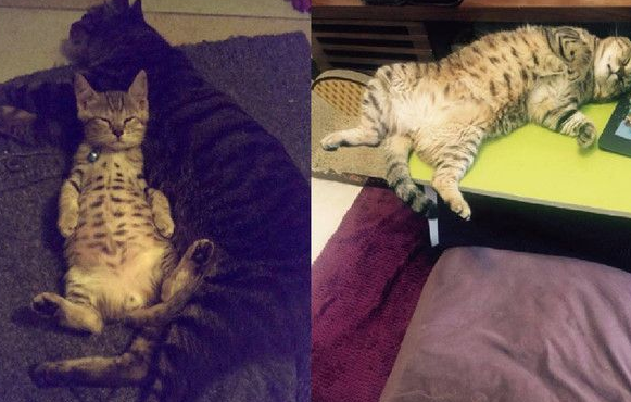 从小到大的睡姿超夸张 根本猫界杨贵妃(图1)