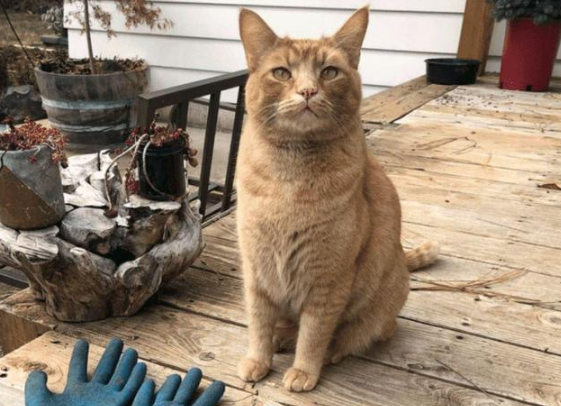 流浪猫用“杂货”交换食物，还厚着脸皮住进女子家，这做法真高招(图2)