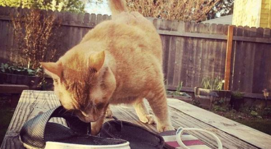 流浪猫用“杂货”交换食物，还厚着脸皮住进女子家，这做法真高招(图3)