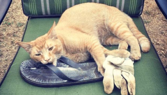 流浪猫用“杂货”交换食物，还厚着脸皮住进女子家，这做法真高招(图5)