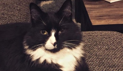 猫主子不喜欢她的歌声 不惜用身体攻击也要阻止(图1)