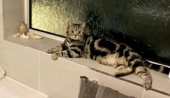 家里突然长出猫咪是种什么体验？世上还有这等好事！(图1)