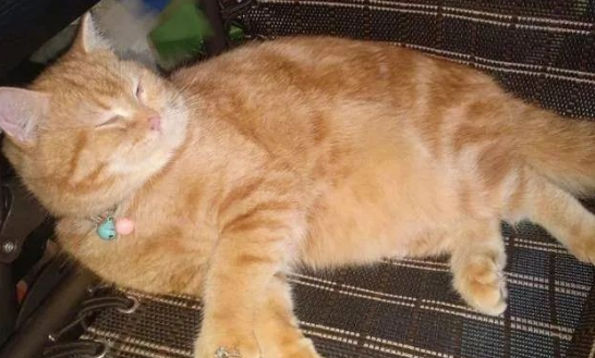 主人向猫咪“求婚”，却因戒指太小被卡住(图1)