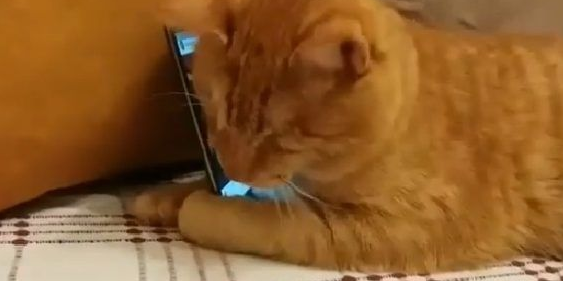 全盲猫咪听见琴音超喜欢 爱猫钢琴家又多位忠实听众(图3)