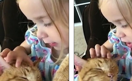四岁女孩哄猫咪睡觉,被拍下这一幕,网友:美丽瞬间暖哭了!(图1)