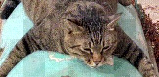 近日,四川一网友晒出了自家有趣的狸花猫.....(图1)