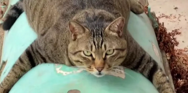 近日,四川一网友晒出了自家有趣的狸花猫.....(图2)