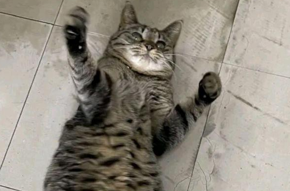 老板养猫招揽生意,结果撸猫的比消费的还多(图1)