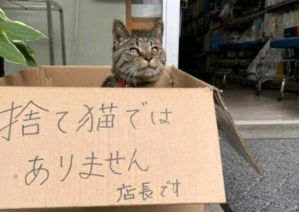 老板养猫招揽生意,结果撸猫的比消费的还多(图2)
