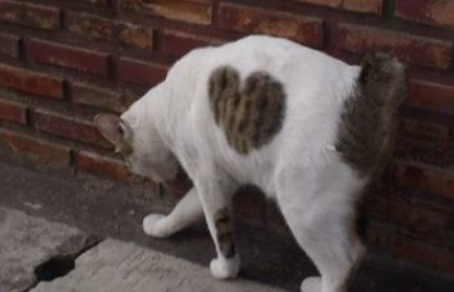 爱猫养的了一年多 才发现可爱的爱心图案(图2)