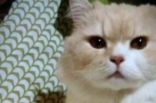 把猫咪放男友家寄养避暑,接猫咪时候,看到这一幕几乎崩溃(图1)