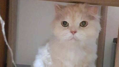 把猫咪放男友家寄养避暑,接猫咪时候,看到这一幕几乎崩溃(图2)