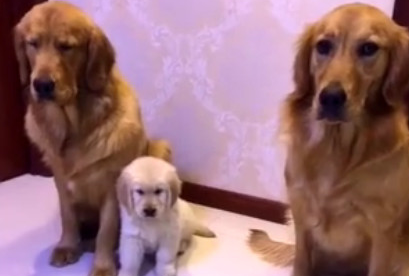 猫奴质疑金毛一家三口，他是谁的便便，狗父亲的姿势让主人笑喷(图1)