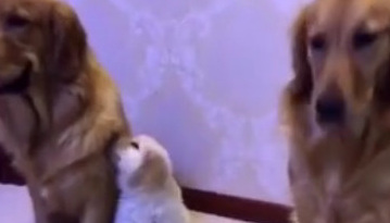 猫奴质疑金毛一家三口，他是谁的便便，狗父亲的姿势让主人笑喷(图2)