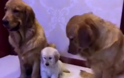 猫奴质疑金毛一家三口，他是谁的便便，狗父亲的姿势让主人笑喷(图3)