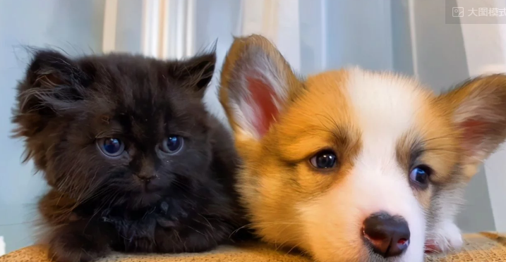 垃圾桶捡到小奶猫，第二天原主人来讨要，给还是不给？(图1)