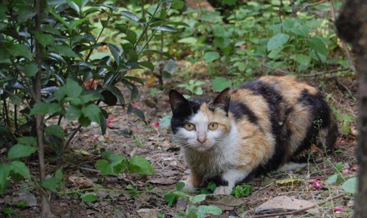 猫咪“临终前”，会完成这几个任务，看完被它感动了(图1)