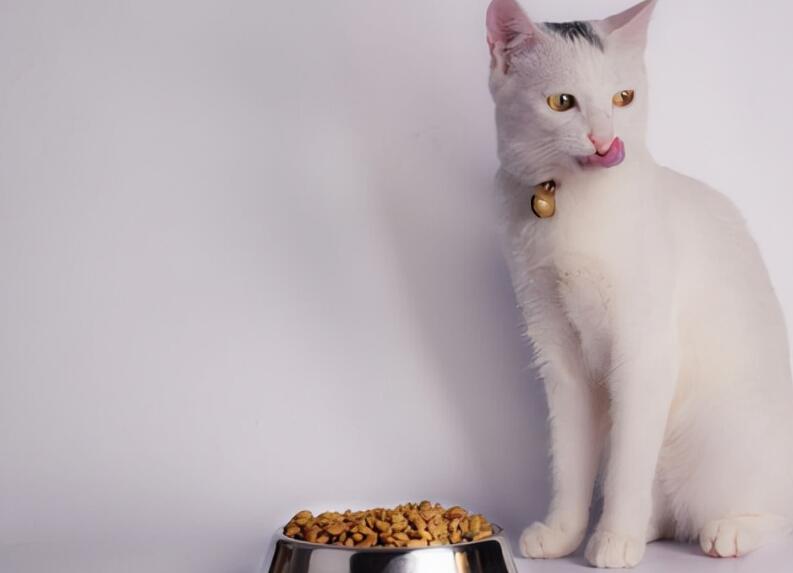 猫咪“临终前”，会完成这几个任务，看完被它感动了(图3)